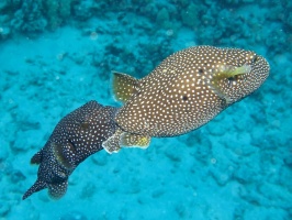 98 Spotted Puffers (mating  ) IMG 2466